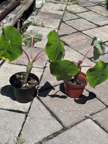 Jatropha Podagrica “Buddha Belly”