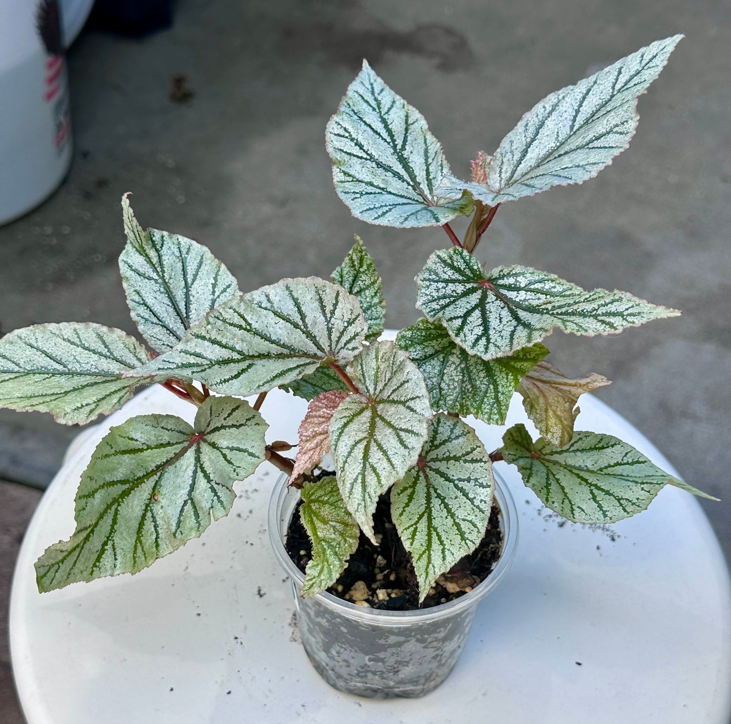 Frosty Begonia “Don Miller”