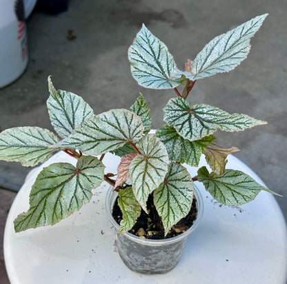 Frosty Begonia “Don Miller”