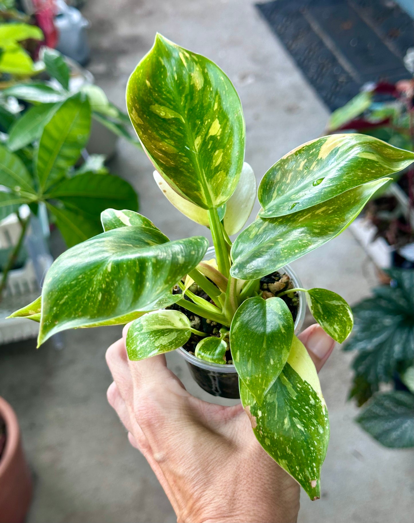 Philodendron 'Green Congo Nuclear'