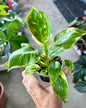 Philodendron 'Green Congo Nuclear'