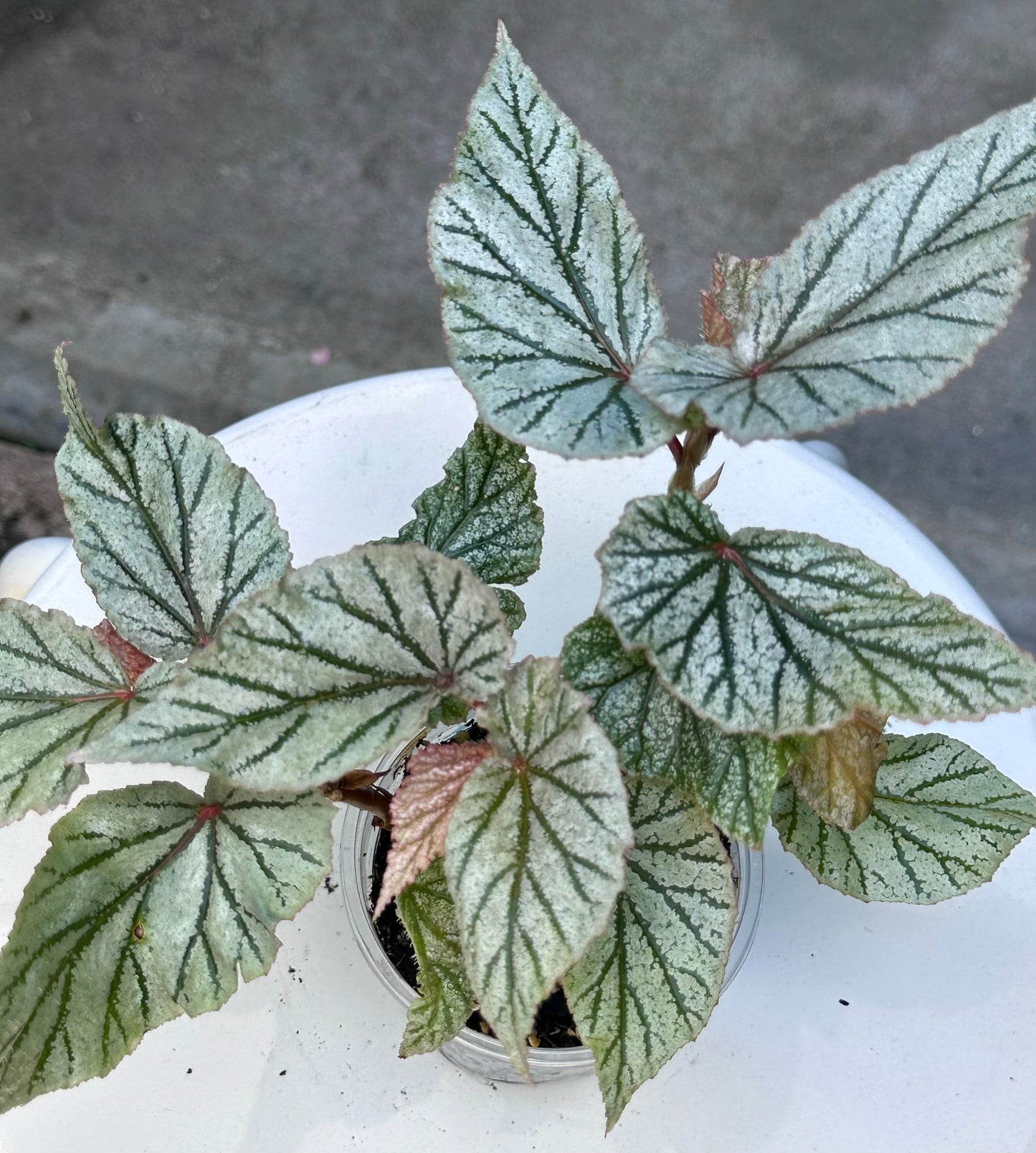 Frosty Begonia “Don Miller”