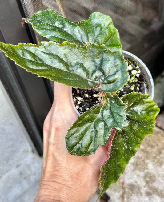 Begonia Ginny Galaxy