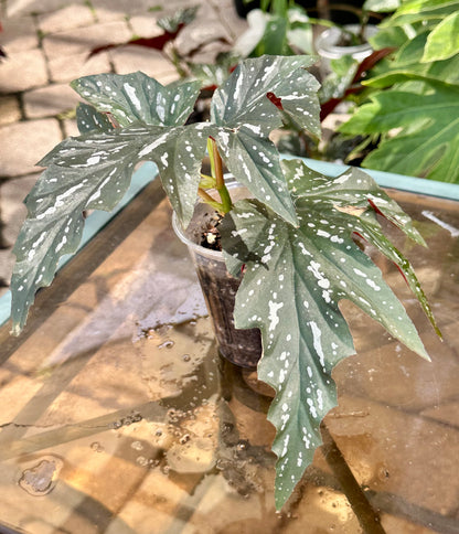 Lady Vanderwilt Begonia 4”