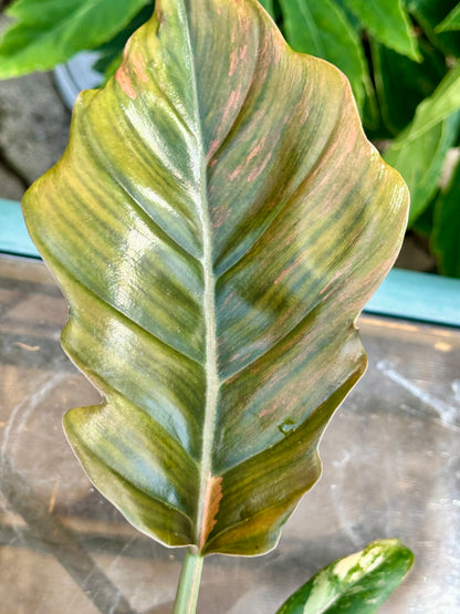 Philodendron Caramel Marble #2
