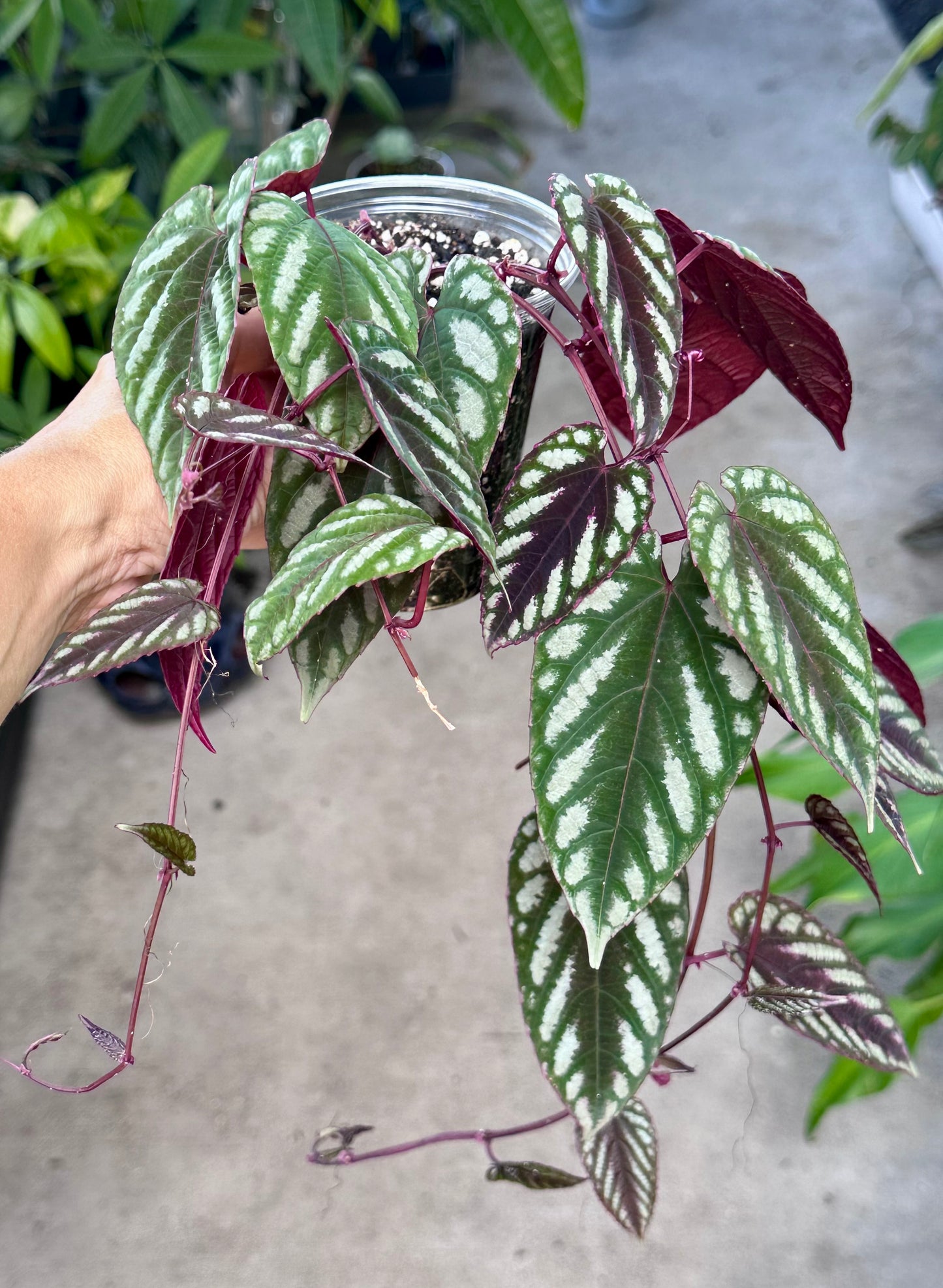 Cissus Discolor (Rex Begonia Vine)