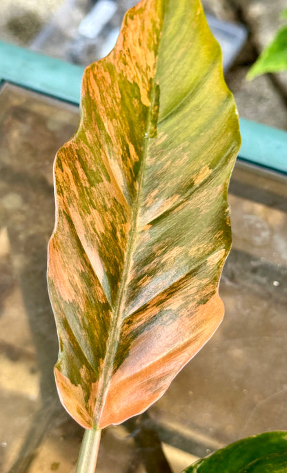 Caramel Marble Philodendron #5