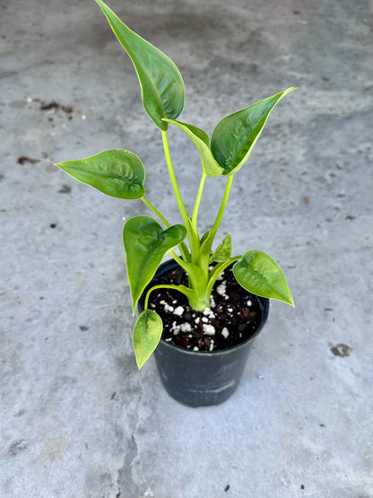 Alocasia “Tiny Dancer”
