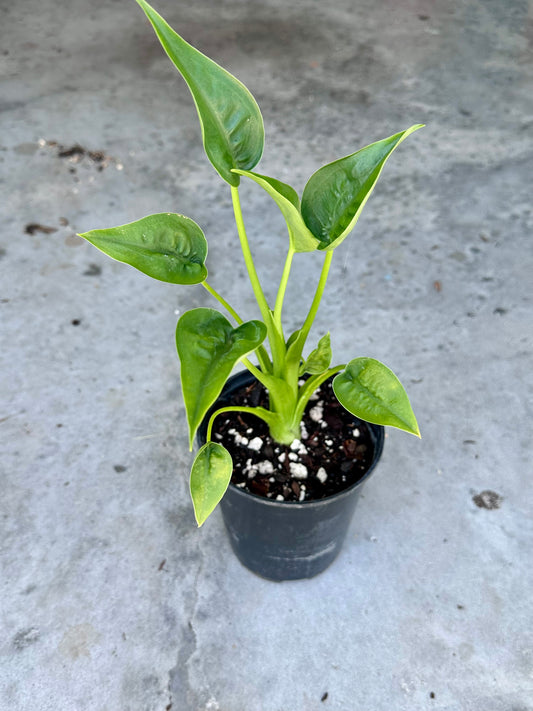 Alocasia “Tiny Dancer”
