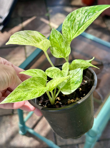 Marble Queen Pothos 4”