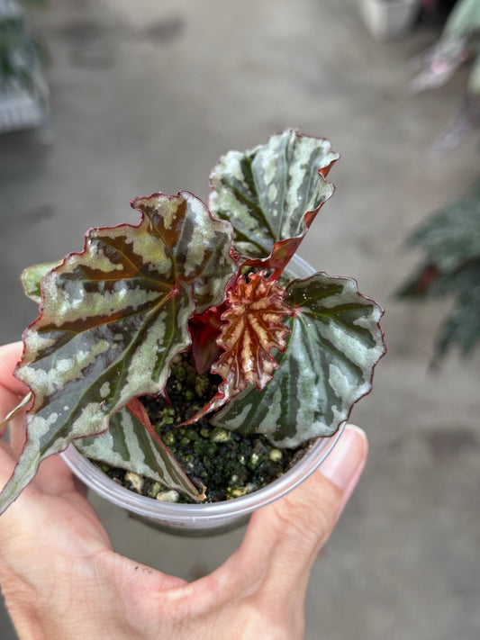 Begonia Irian Jaya (Begonia sp. U682)