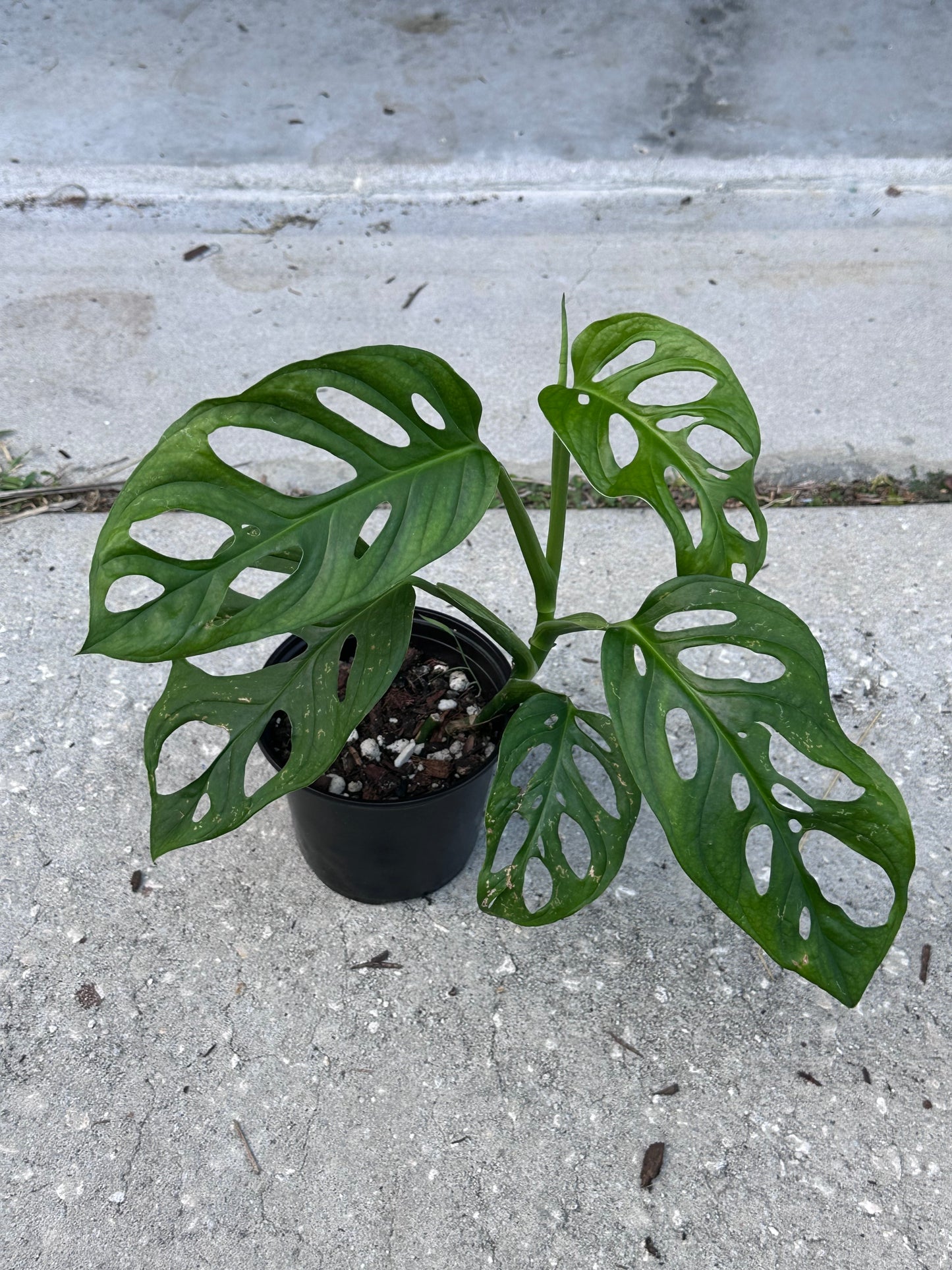 Monstera Adansonii