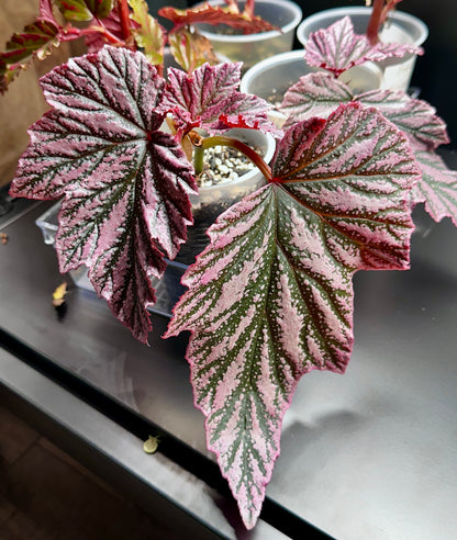 Begonia Pink Minx