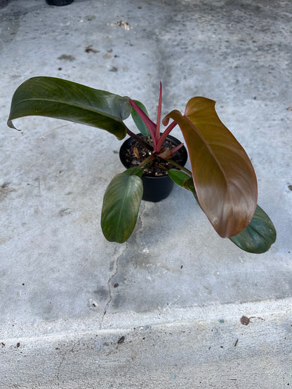 Florida Bronze Philodendron