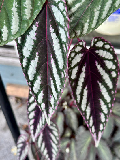 Cissus Discolor (Rex Begonia Vine)