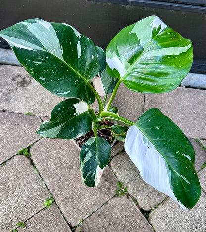 White Wizard Philodendron