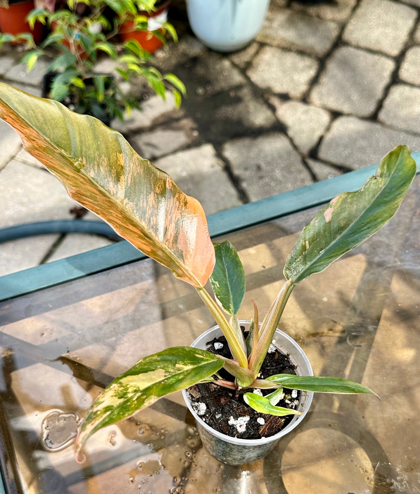 Caramel Marble Philodendron #5