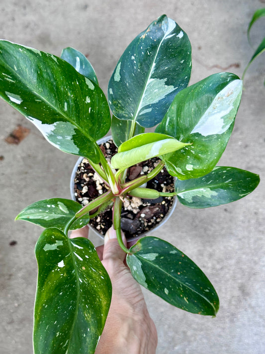 White Princess Philodendron