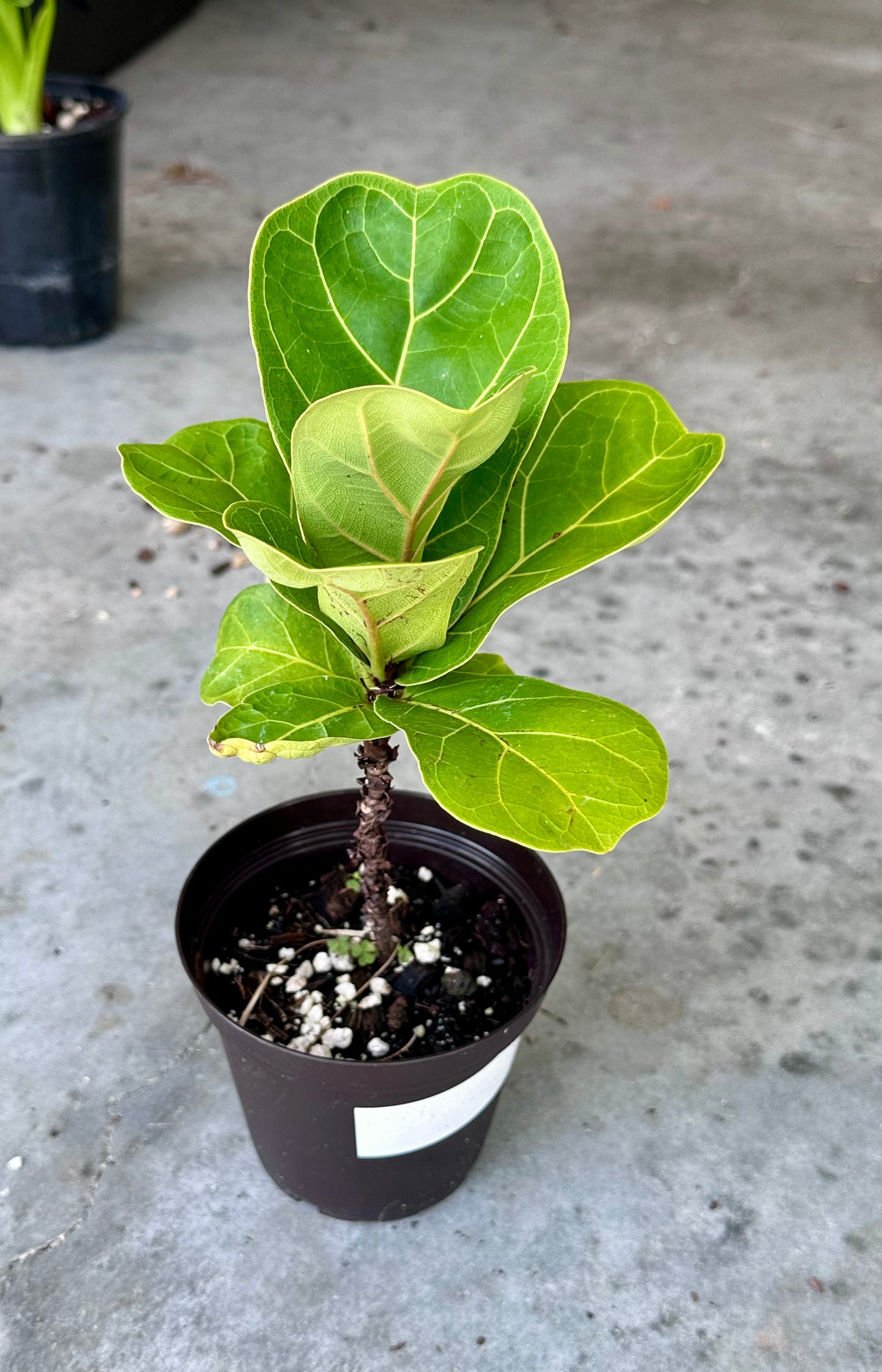 Dwarf Fiddle Leaf Fig (Ficus Lyrata)