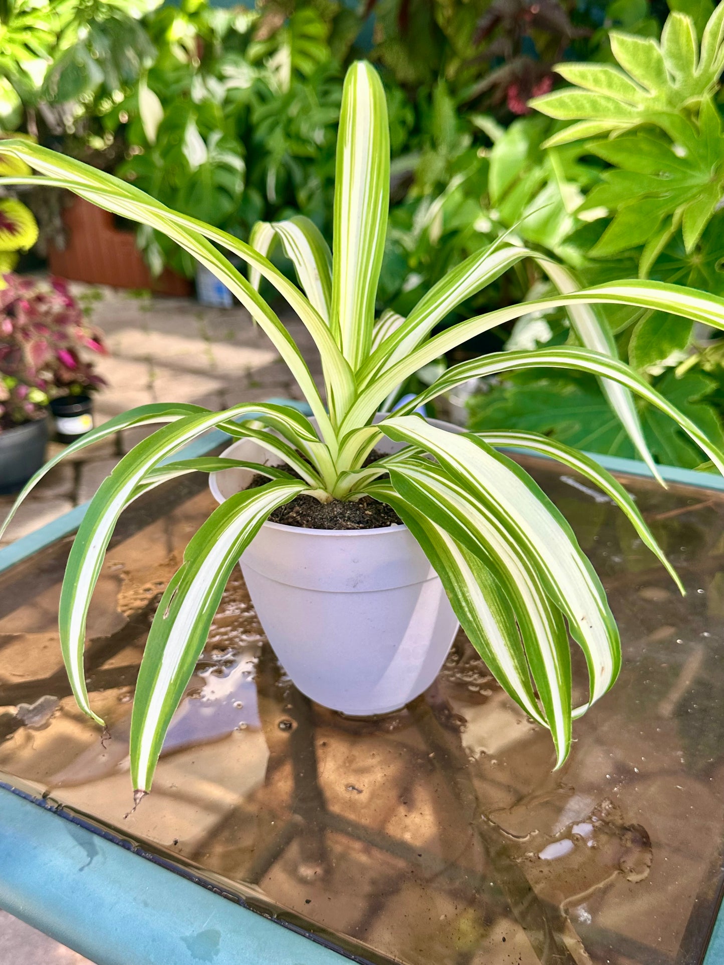 Variegated Spider Plant 4”