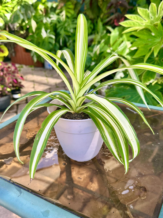 Variegated Spider Plant 4”