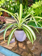 Variegated Spider Plant 4”