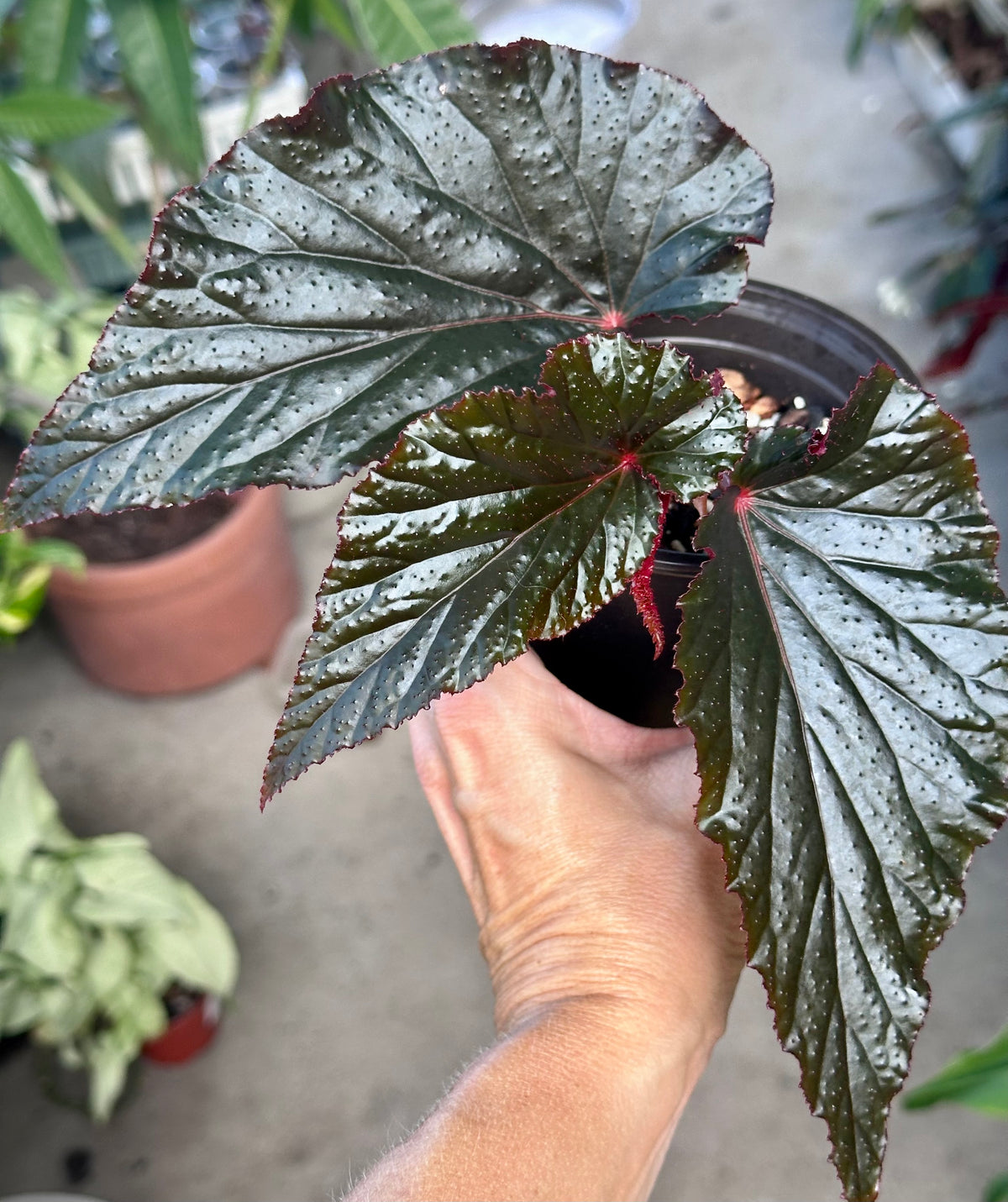 Black Magic Begonia image