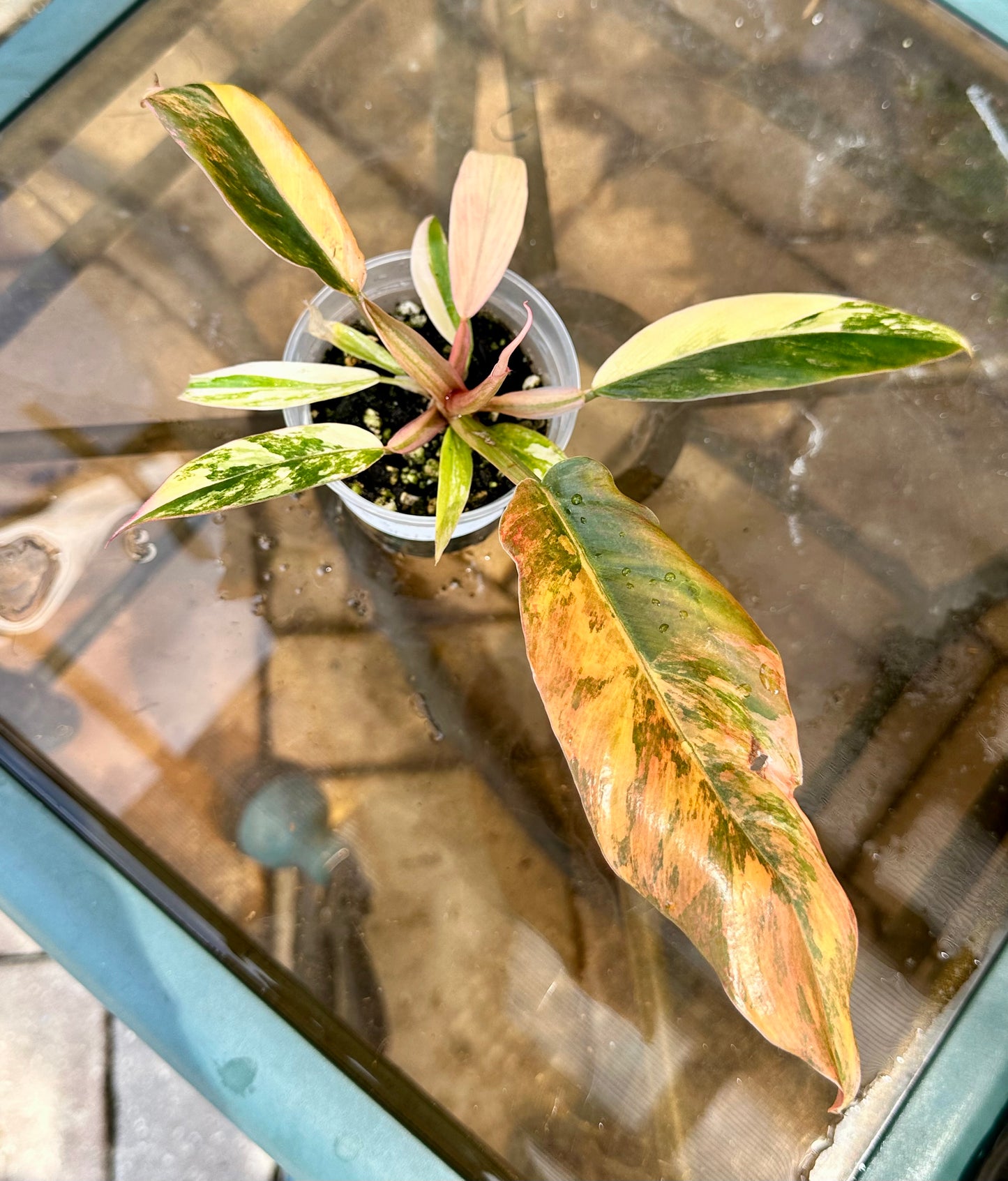 Caramel Marble Philodendron #3
