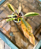 Caramel Marble Philodendron #3