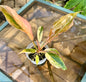 Caramel Marble Philodendron #1