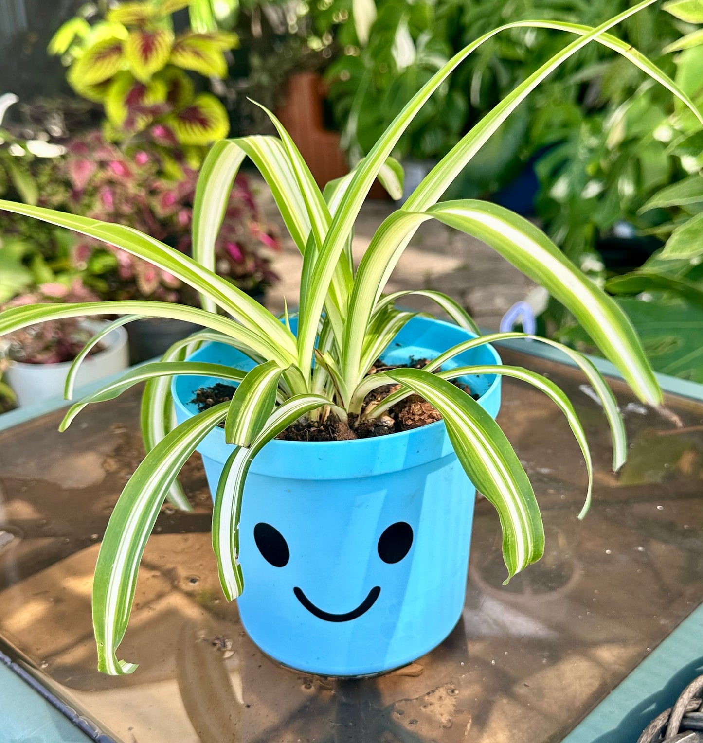 Variegated Spider Plant