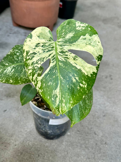 Monstera Deliciosa “White Monster”