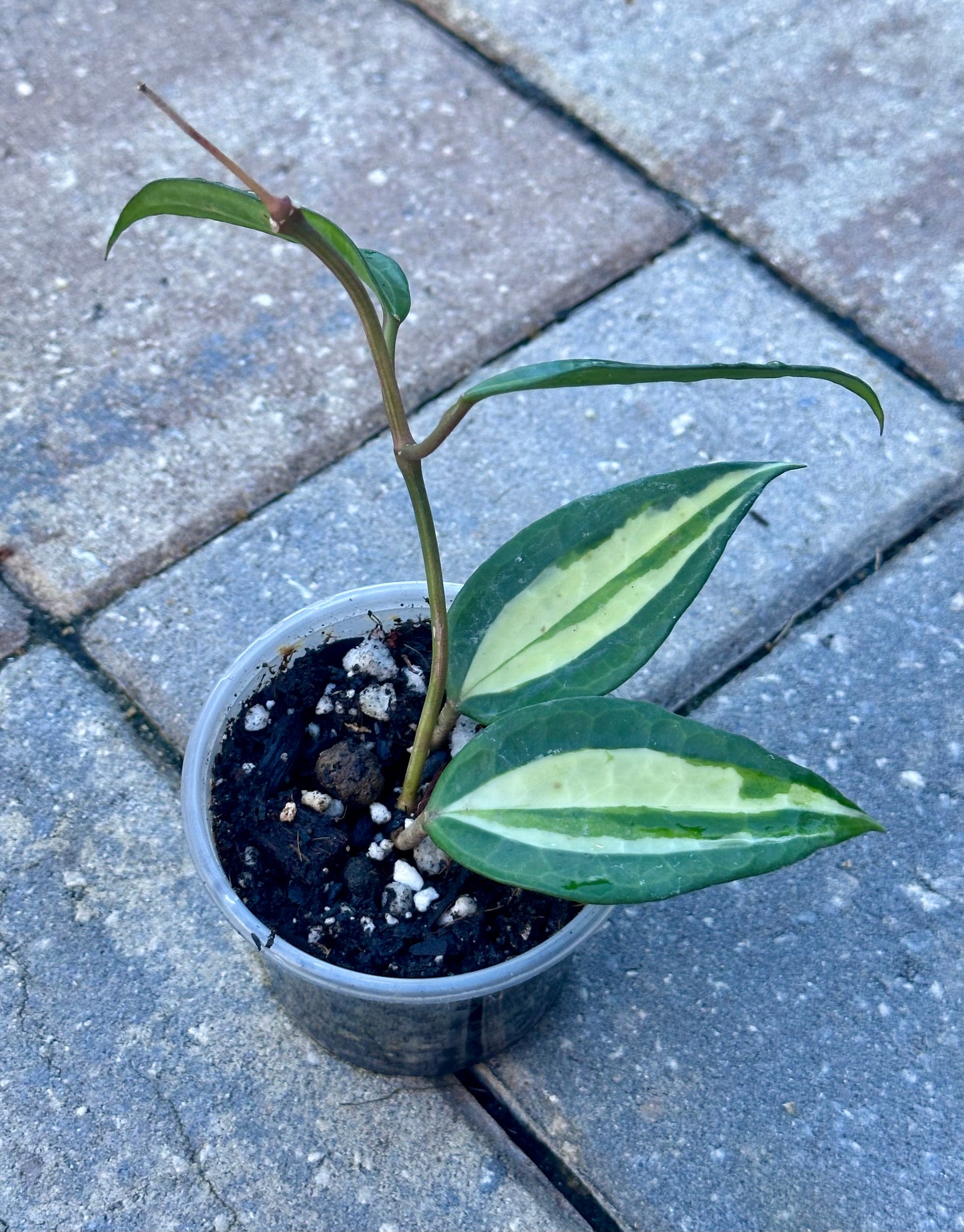 Hoya Latifola “Pot of Gold”