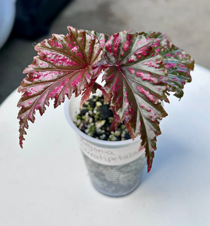 Begonia Serratipetala