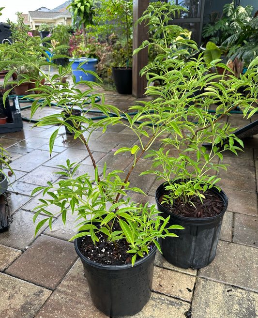 American Elderberry