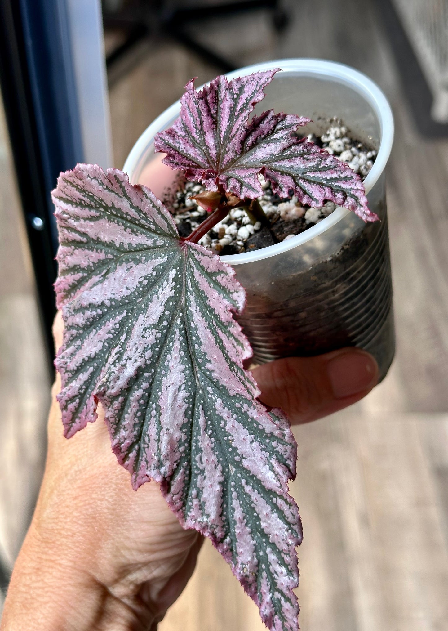 Begonia Pink Minx