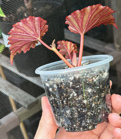Begonia Irian Jaya (Begonia sp. U682)