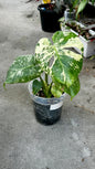 Monstera Deliciosa “White Monster”