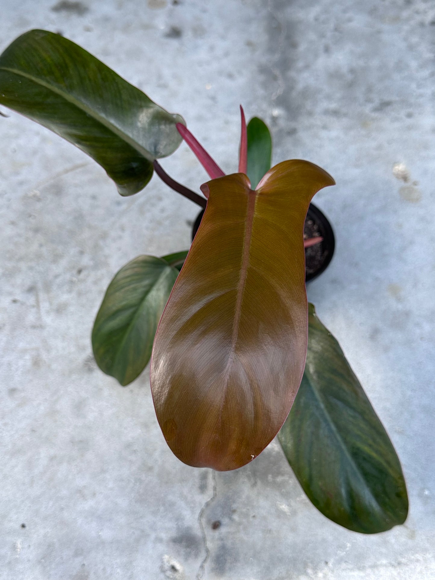 Florida Bronze Philodendron