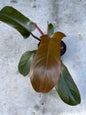 Florida Bronze Philodendron