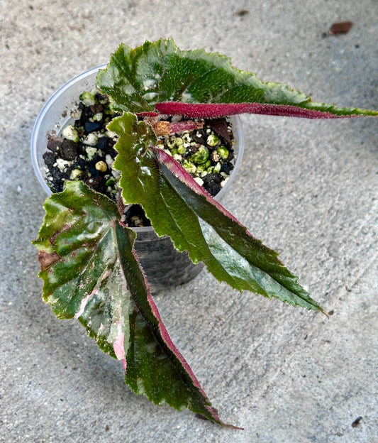 Begonia Ginny Galaxy Variegated
