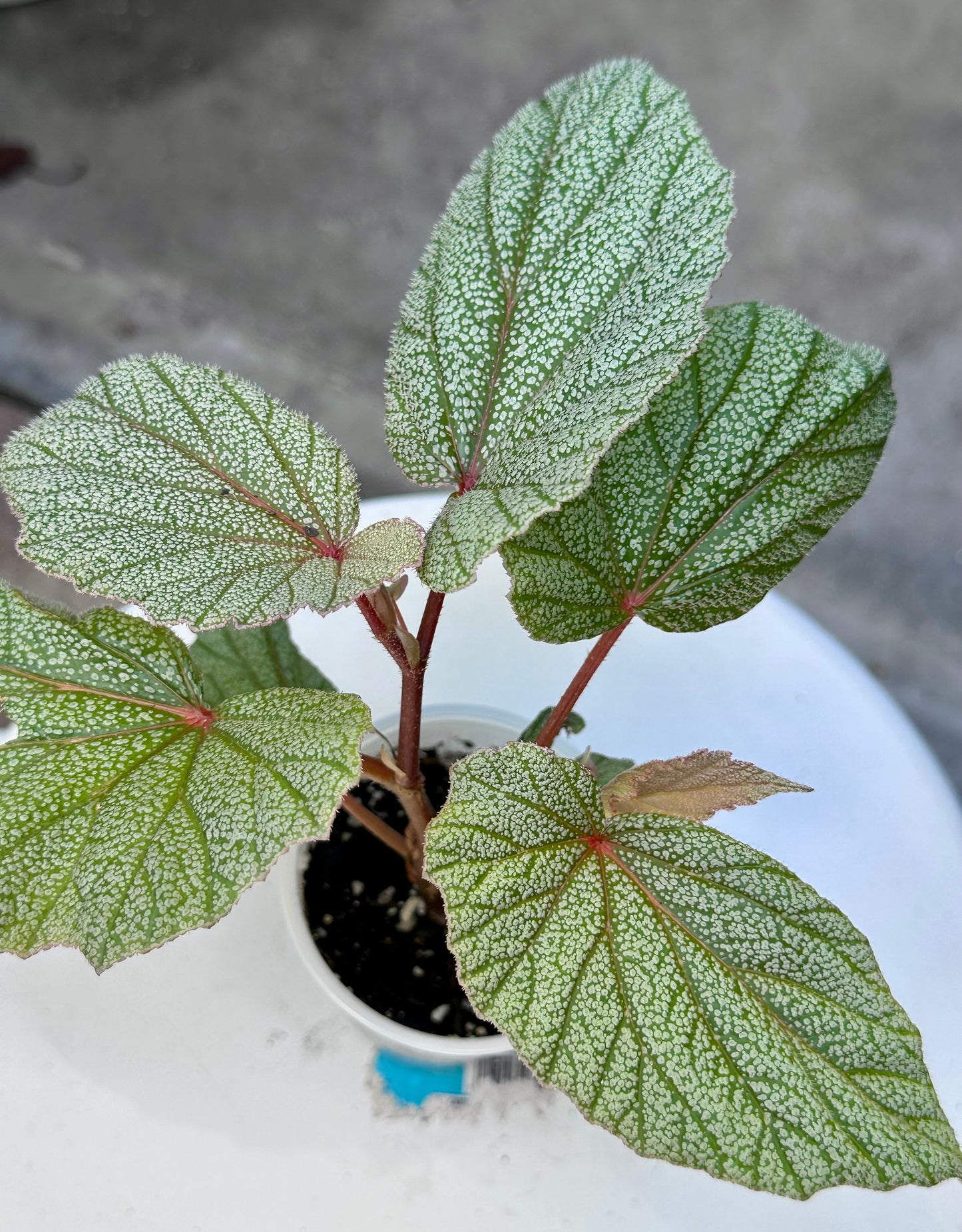 Begonia 'Sinbad'