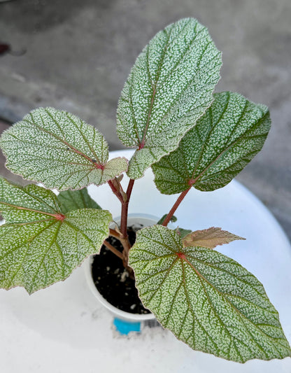 Begonia 'Sinbad'