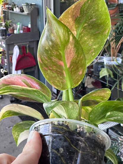 Philodendron 'Green Congo Nuclear'