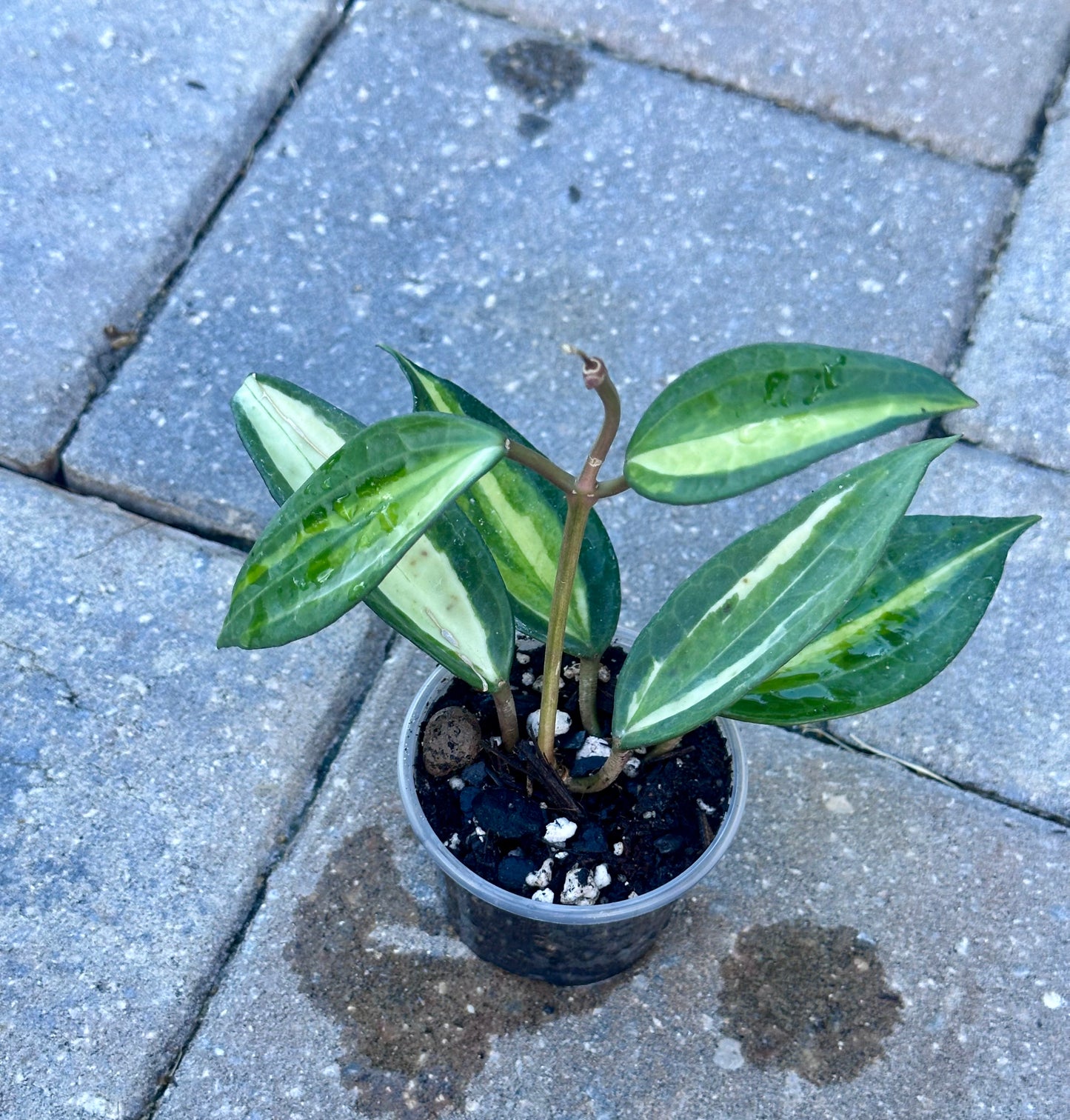 Hoya Latifola “Pot of Gold”
