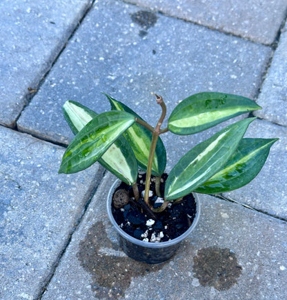 Hoya Latifola “Pot of Gold”