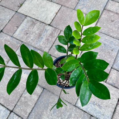 ZZ Plant 4 in