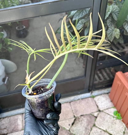 Philodendron Tortem