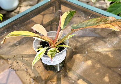 Caramel Marble Philodendron #3