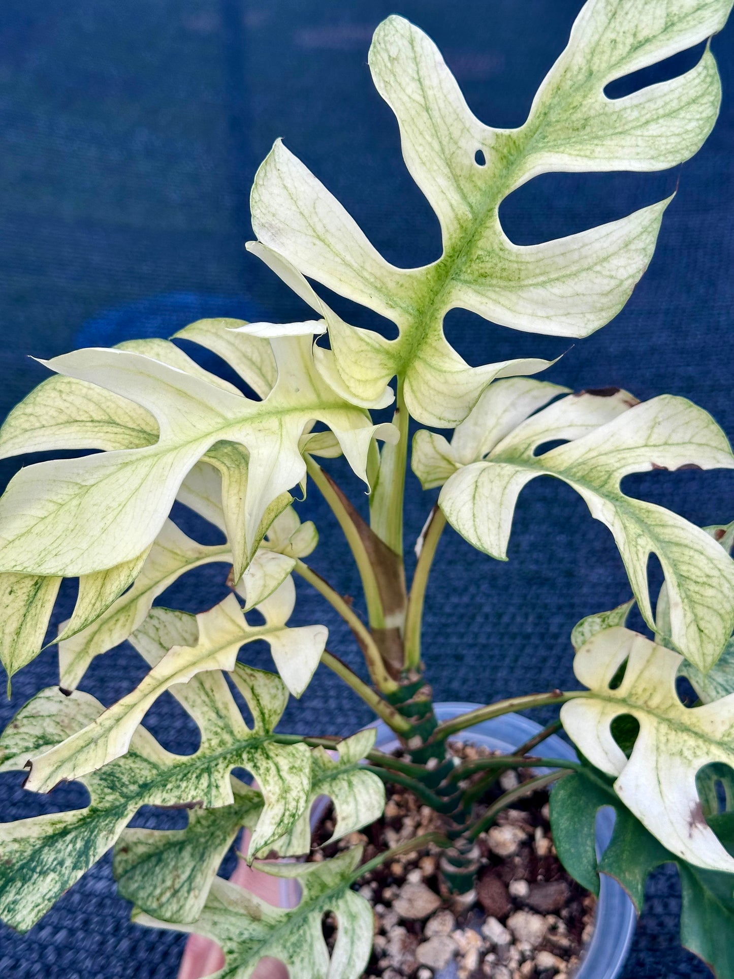 Rhaphidophora Tetrasperma “White Monster”